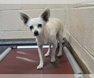 Chihuahua Dogs for adoption in Martinez, CA, USA