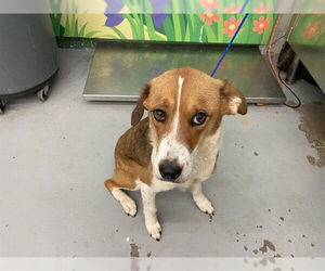 Labrador Retriever-Unknown Mix Dogs for adoption in Waco, TX, USA