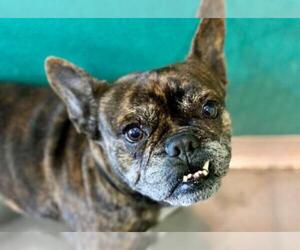 French Bulldog Dogs for adoption in Norfolk, VA, USA