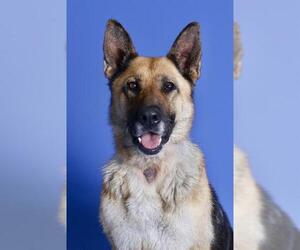 German Shepherd Dog Dogs for adoption in West Valley, UT, USA