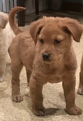 Medium Photo #1 Golden Retriever Puppy For Sale in Carrollton, TX, USA