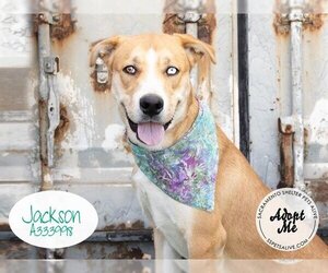 Labrador Retriever Dogs for adoption in Stockton, CA, USA