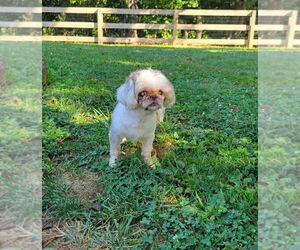 Shih Tzu Dogs for adoption in Aurora, IN, USA