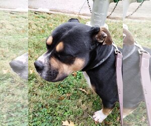 American Bulldog Dogs for adoption in Roanoke, TX, USA