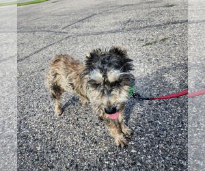 - Mix Dogs for adoption in Fargo, ND, USA