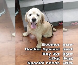 Cocker Spaniel Dogs for adoption in Seattle, WA, USA