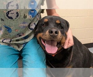 Rottweiler Dogs for adoption in Denver, CO, USA
