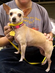 Medium Photo #1 Chihuahua Puppy For Sale in Carrollton, TX, USA