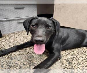 Labrador Retriever Dogs for adoption in Tracy, CA, USA