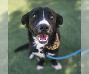 Border Collie-Unknown Mix Dogs for adoption in Lakewood, CO, USA