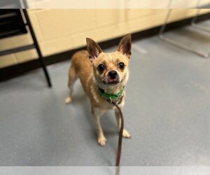 Chihuahua Dogs for adoption in Denver, CO, USA