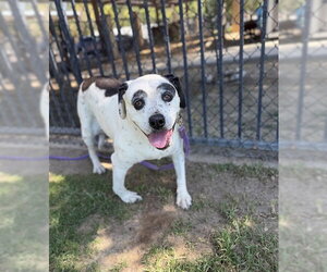 Mutt Dogs for adoption in Riverside, CA, USA