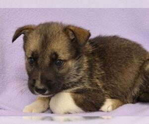 Mutt Dogs for adoption in Thief River Falls, MN, USA