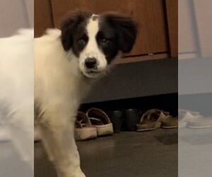 Border Collie-Jack Russell Terrier Mix Dogs for adoption in Gates Mills, OH, USA