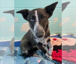 Mutt Dogs for adoption in Woodland, CA, USA