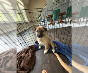 German Shepherd Dog-Unknown Mix Dogs for adoption in Raleigh, NC, USA