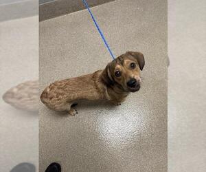 Dachshund-Unknown Mix Dogs for adoption in Las Vegas, NV, USA