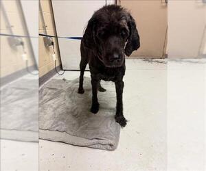 Labradoodle Dogs for adoption in Conroe, TX, USA