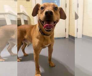 Mountain Cur Dogs for adoption in Frenchburg, KY, USA