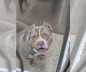 Mutt Dogs for adoption in Martinsburg, WV, USA