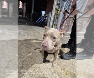 American Staffordshire Terrier Dogs for adoption in San Antonio, TX, USA