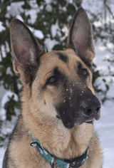 German Shepherd Dog Dogs for adoption in Forest, VA, USA