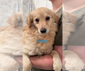Spaniel-Unknown Mix Dogs for adoption in Chico, CA, USA