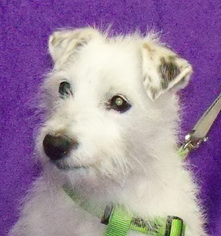 Jack Russell Terrier Dogs for adoption in REDDING, CA, USA