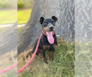 Miniature Pinscher Dogs for adoption in Newport Beach, CA, USA