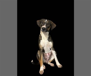 Mutt Dogs for adoption in Tuscaloosa, AL, USA