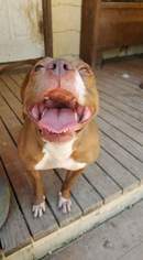 Staffordshire Bull Terrier Dogs for adoption in Hankamer, TX, USA