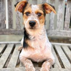 Welsh Terrier Dogs for adoption in Fredericksburg, TX, USA