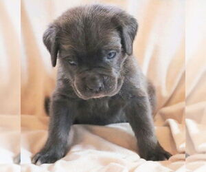 Mastiff Dogs for adoption in Lake Forest, CA, USA