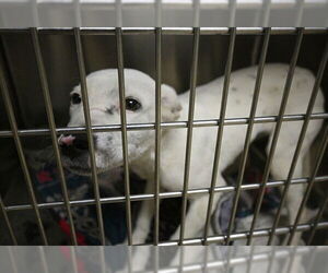 American Pit Bull Terrier-Unknown Mix Dogs for adoption in Decatur, IL, USA