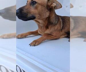 German Shepherd Dog-Unknown Mix Dogs for adoption in Houston, TX, USA