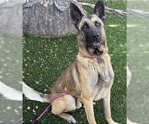 German Shepherd Dog-Unknown Mix Dogs for adoption in Pasadena, CA, USA