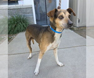 Mutt Dogs for adoption in Long Beach, CA, USA