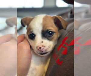 Chihuahua-Unknown Mix Dogs for adoption in Lakewood, CO, USA