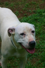 American Bulldog Dogs for adoption in Rowayton, CT, USA