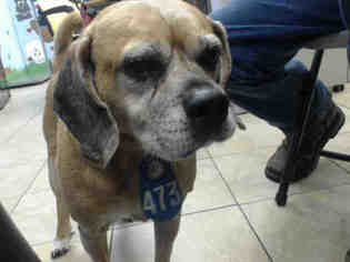 Puggle Dogs for adoption in Houston, TX, USA