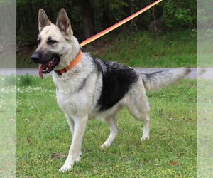German Shepherd Dog Dogs for adoption in Prattville, AL, USA