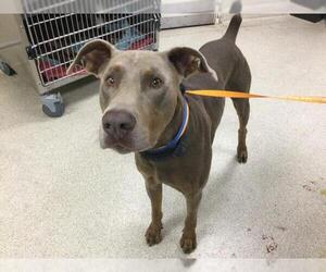 Doberman Pinscher Dogs for adoption in Riverside, CA, USA