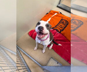 Mutt Dogs for adoption in Santa Maria, CA, USA