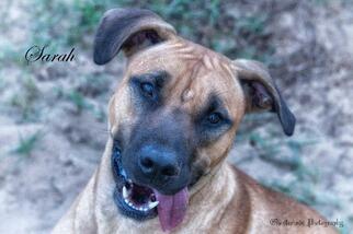 Black Mouth Cur Dogs for adoption in Leesburg, FL, USA