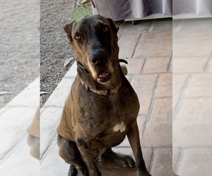 Great Dane Dogs for adoption in Lake Elsinore, CA, USA
