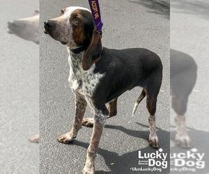 Plott Hound-Unknown Mix Dogs for adoption in Washington, DC, USA
