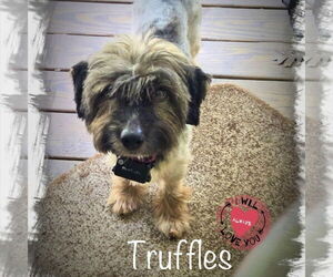 Bearded Collie-Unknown Mix Dogs for adoption in Spring Lake, NC, USA