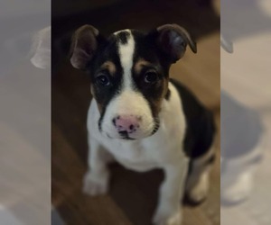 Mutt Dogs for adoption in Poplar Bluff, MO, USA