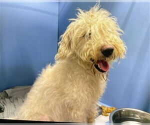 Poodle (Miniature)-Unknown Mix Dogs for adoption in San Bernardino, CA, USA