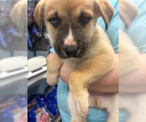 Great Dane-Siberian Husky Mix Dogs for adoption in Evansville, IN, USA